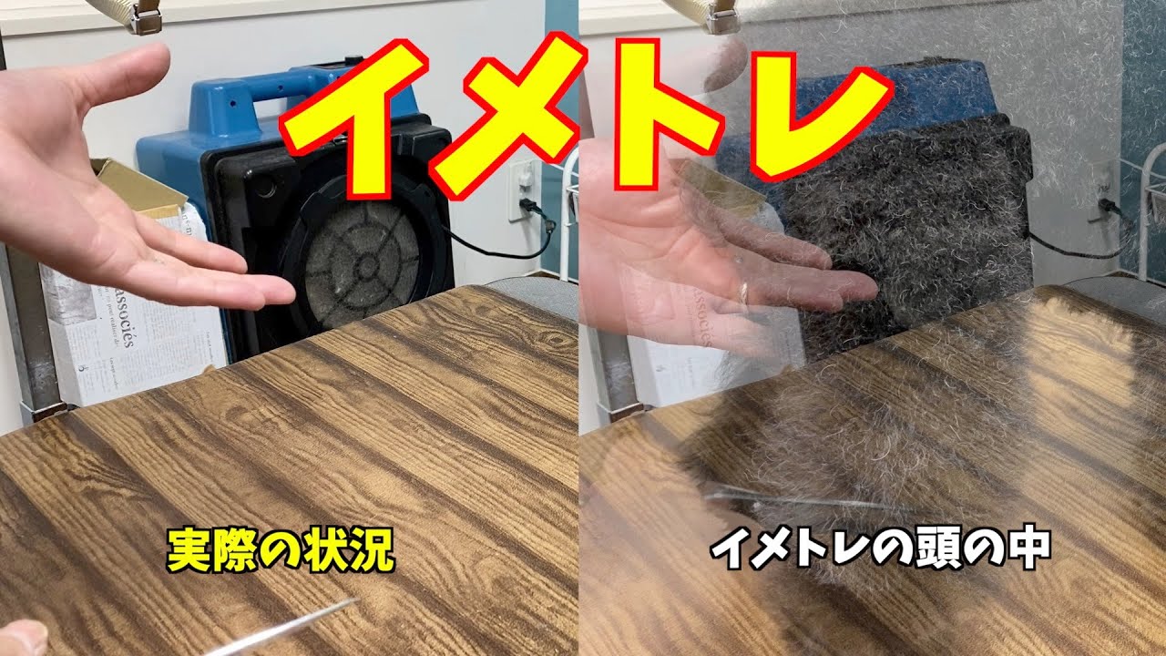 イメトレってこんな感じ【トイプードルのカット：トリミング】