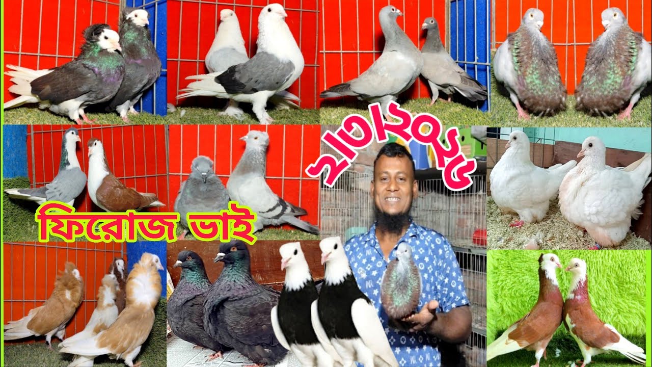 স্প্যানিশ কবুতরের দাম জানুন।। সাদা মুন্ডিয়ান কবুতরের দাম জানুন।। রেসার কবুতরের বাচ্চার দাম জানুন