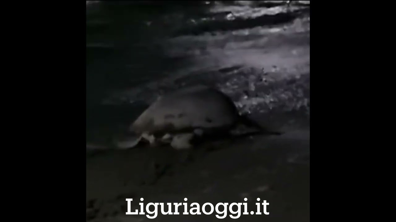 Nido di tartaruga marina a Marinella di Sarzana