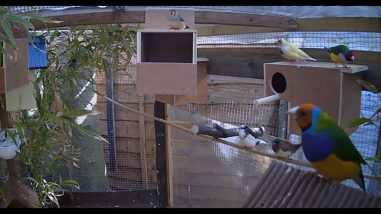 New Mixed Aviary Live - Gouldian, Bengalese and Zebra finches + more