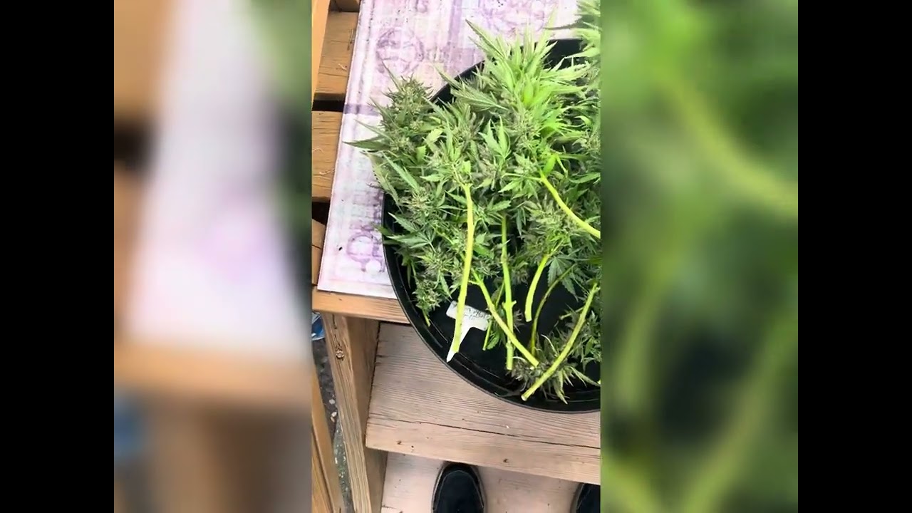 HARVEST DAY-OG KUSH outdoors w/ BUD WASHING! #cannabiscommunity #outdoors #budwashing #organic #foop