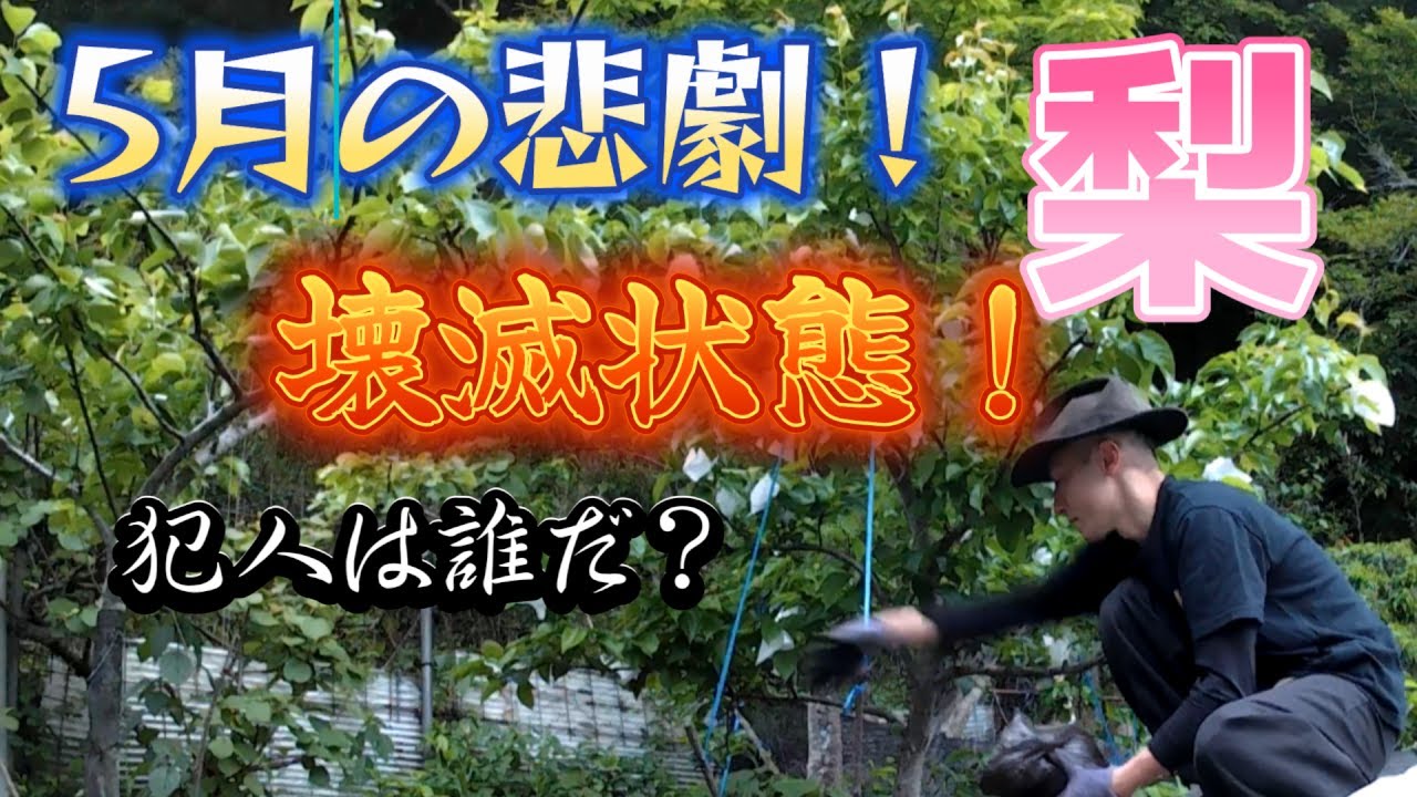 【独りぼっちの園芸部】梨が壊滅状態に！原因と対策は！いやもうお手上げです。