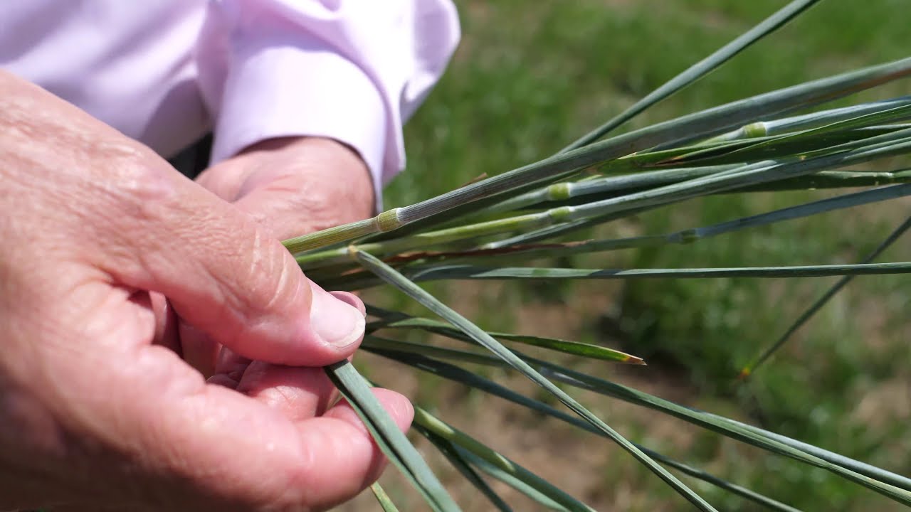 Campi Studio Cereali 2020 - La Difesa con i prodotti BASF