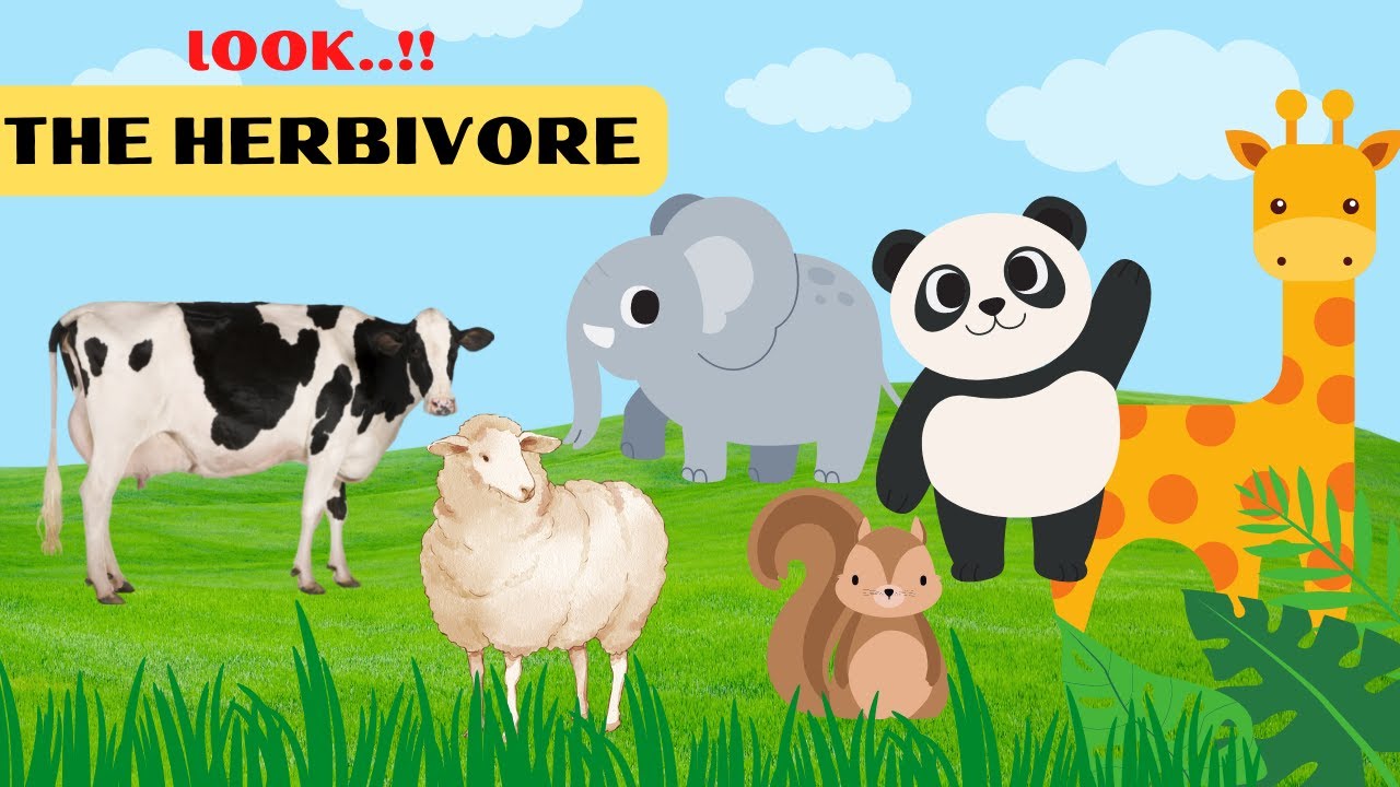 The Herbivore animals | sounds of the animals | sounds of cow, sheep, elephant, Giraffe, Gorilla.