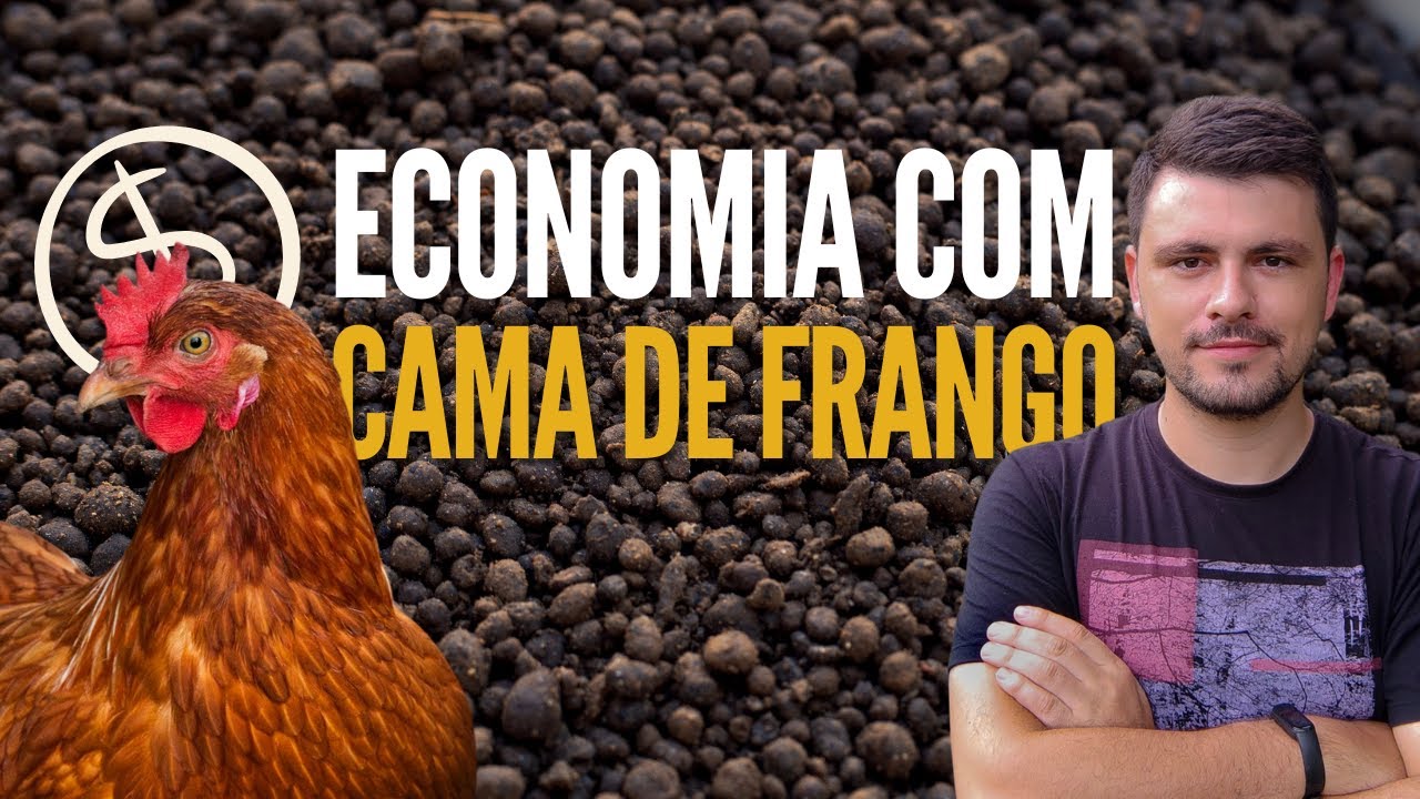 Economia absurda com CAMA DE FRANGO