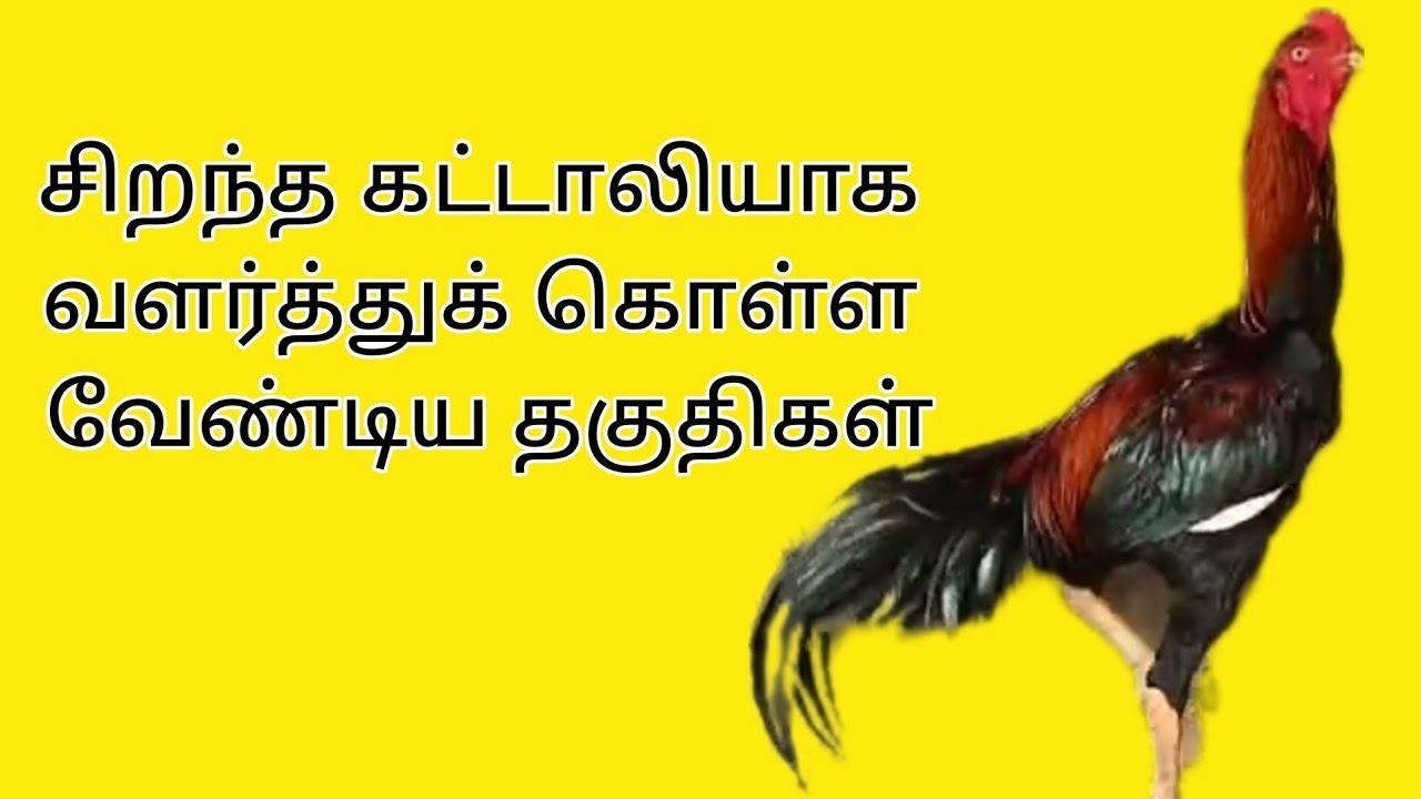 சிறந்த கட்டாலி ஆக வளர்த்துக் கொள்ள வேண்டிய தகுதிகள்