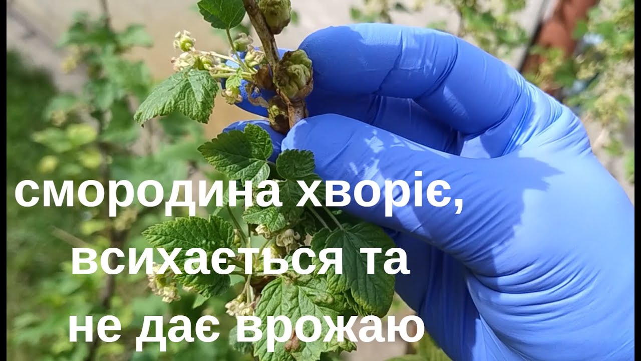 Шкідники на смородині - бруньковий кліщ. Методи боротьби.