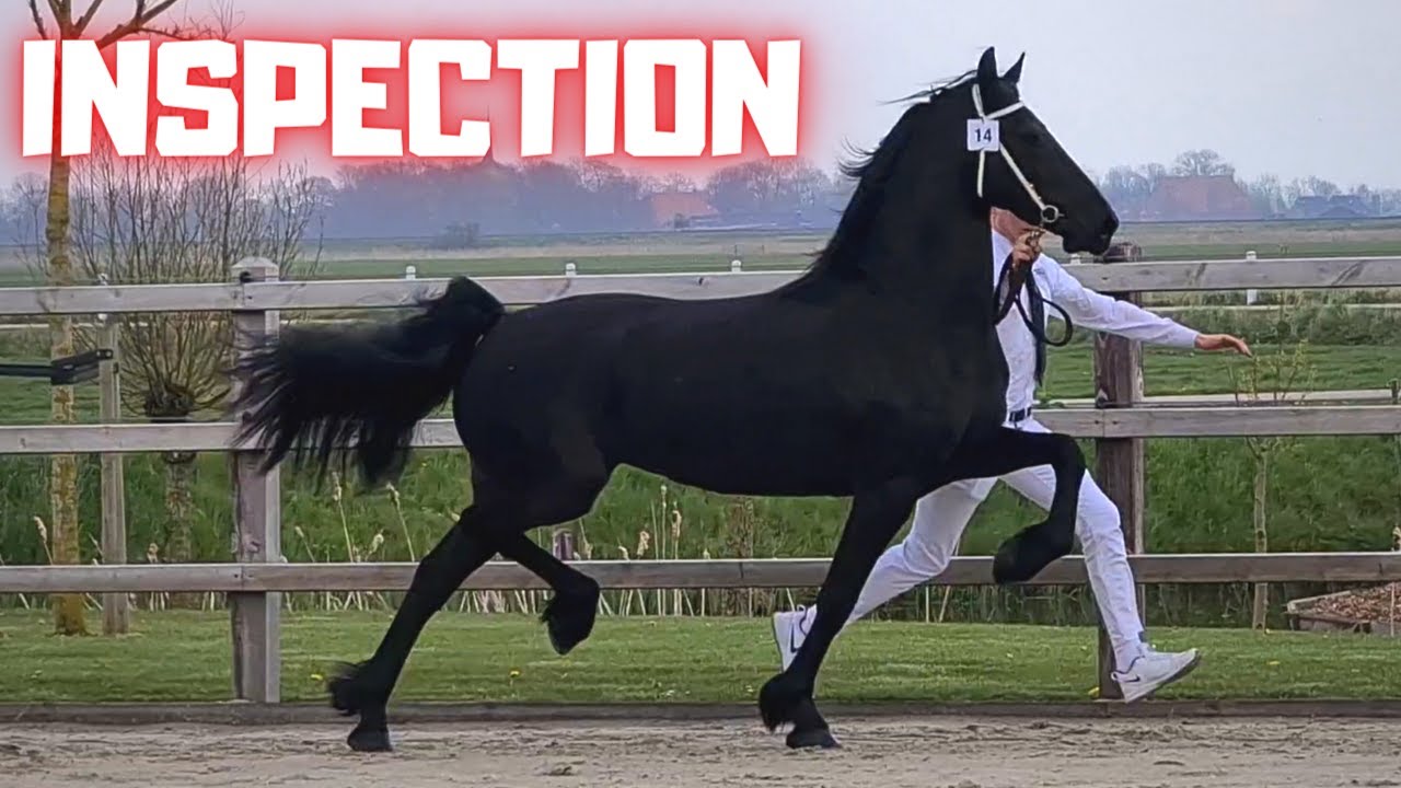 Hester and Eefje to the inspection | Eefje news | Drive them home | Friesian Horses.