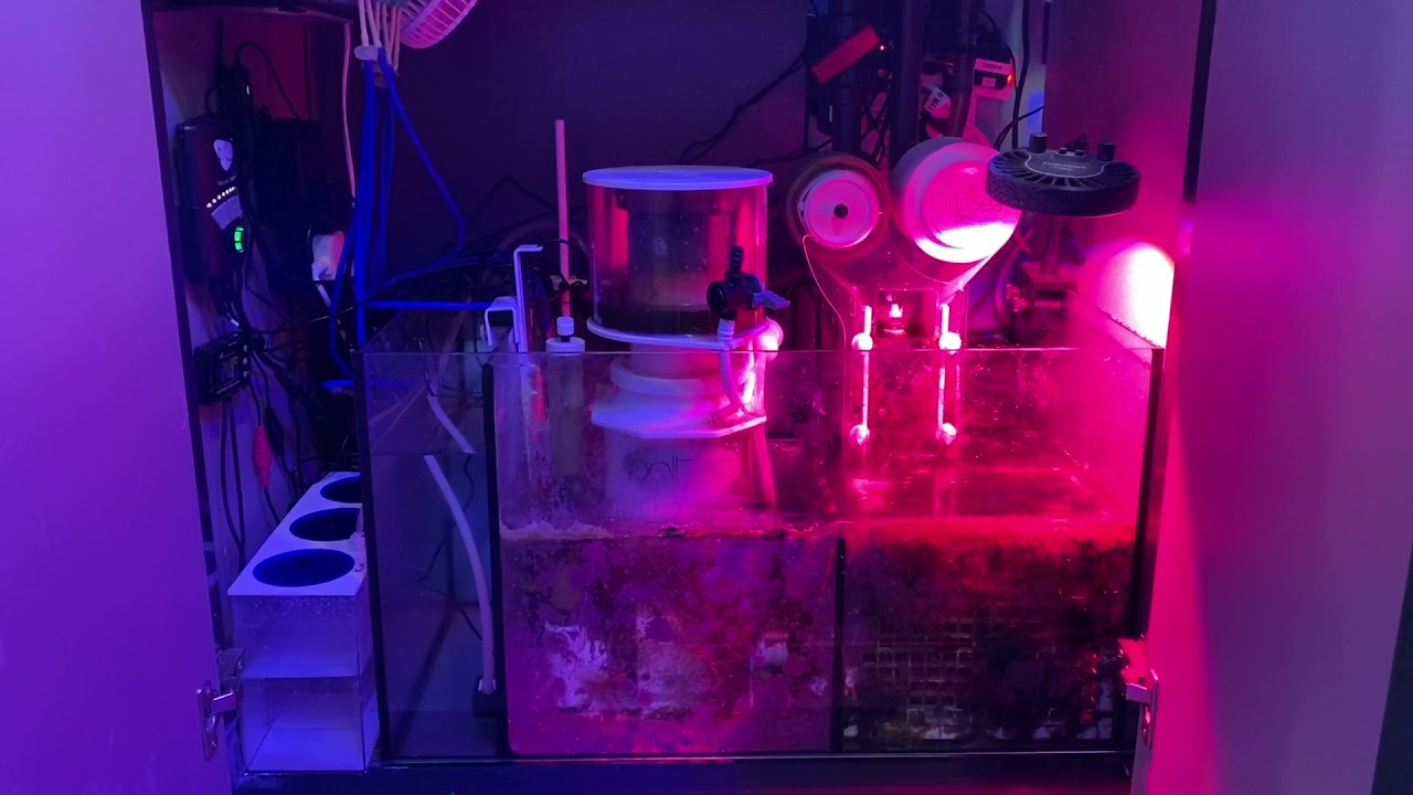 DD Reef-Pro Aquarium display