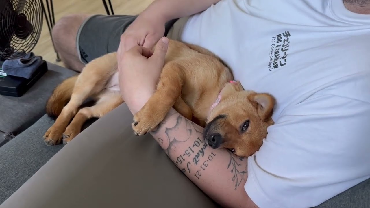 When your adopted puppy steals your husband & gives you THIS look! 😂