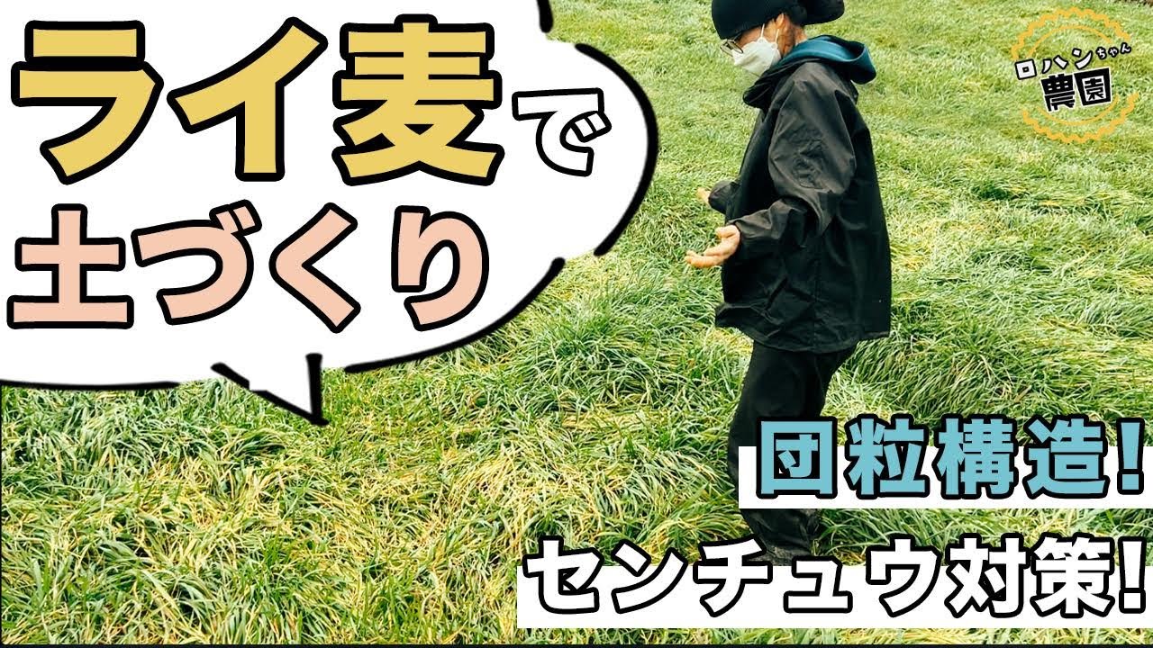 【ライ麦】ライ麦で土壌改良！【緑肥を使って土づくり】有機物投入！肥料の節約にも期待大！？