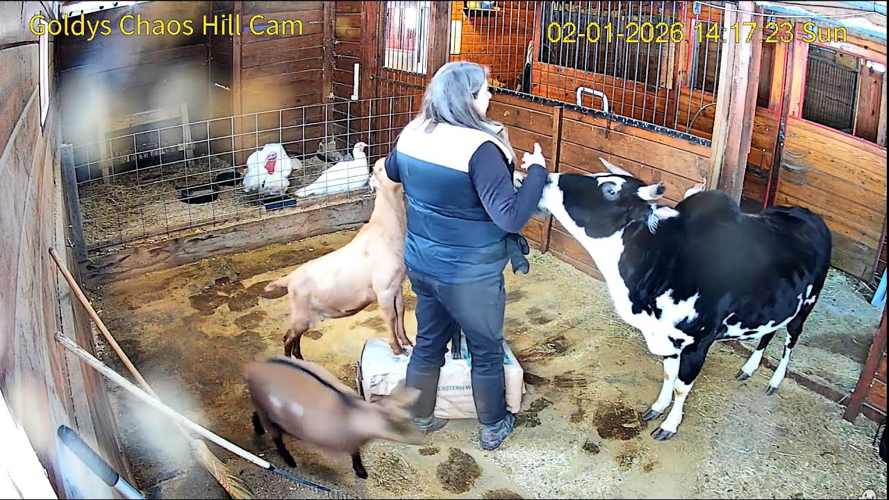 Goldy'sChaosHill.Elvis&GemmieEatSeperatelyAsTurkeysRoamThe Hallway.Delight&SterlingInTheBarn.HiJulie