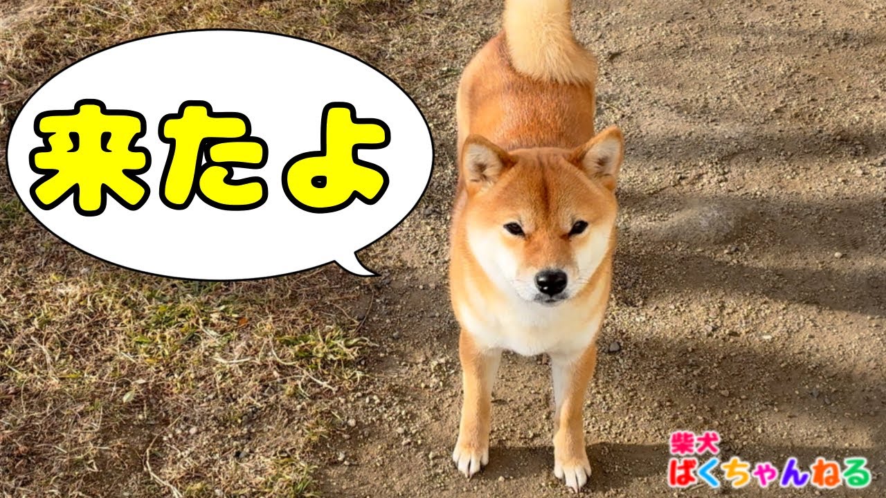 呼べば来てくれるようになった柴犬ばくちゃんです🐶