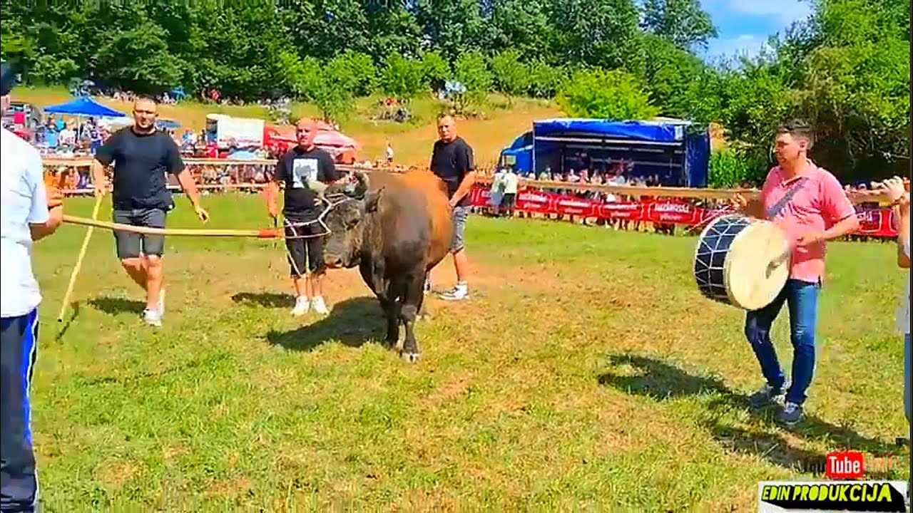 Spektakl koji ce se dugo pamtit šampionska korida najjači dernek ikad😱😱Lisovići#edin