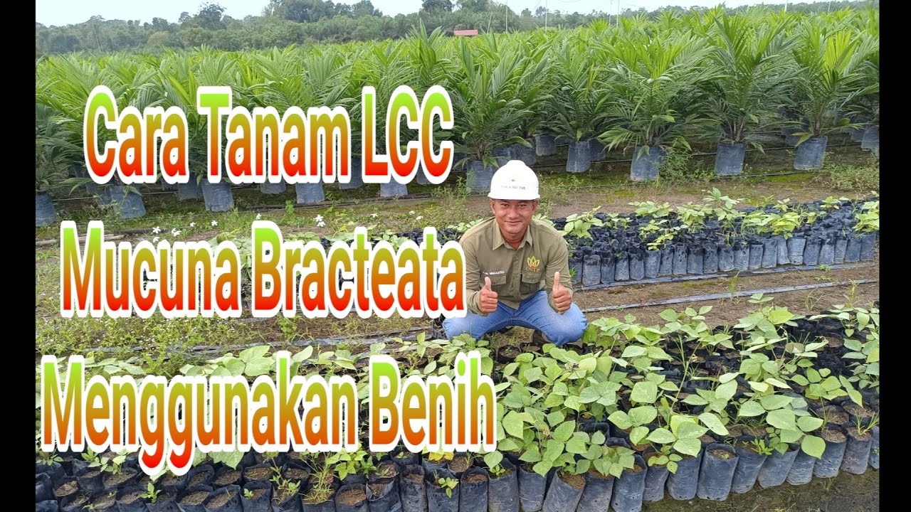 Cara Tanam LCC Mucuna Bracteata Menggunakan Benih