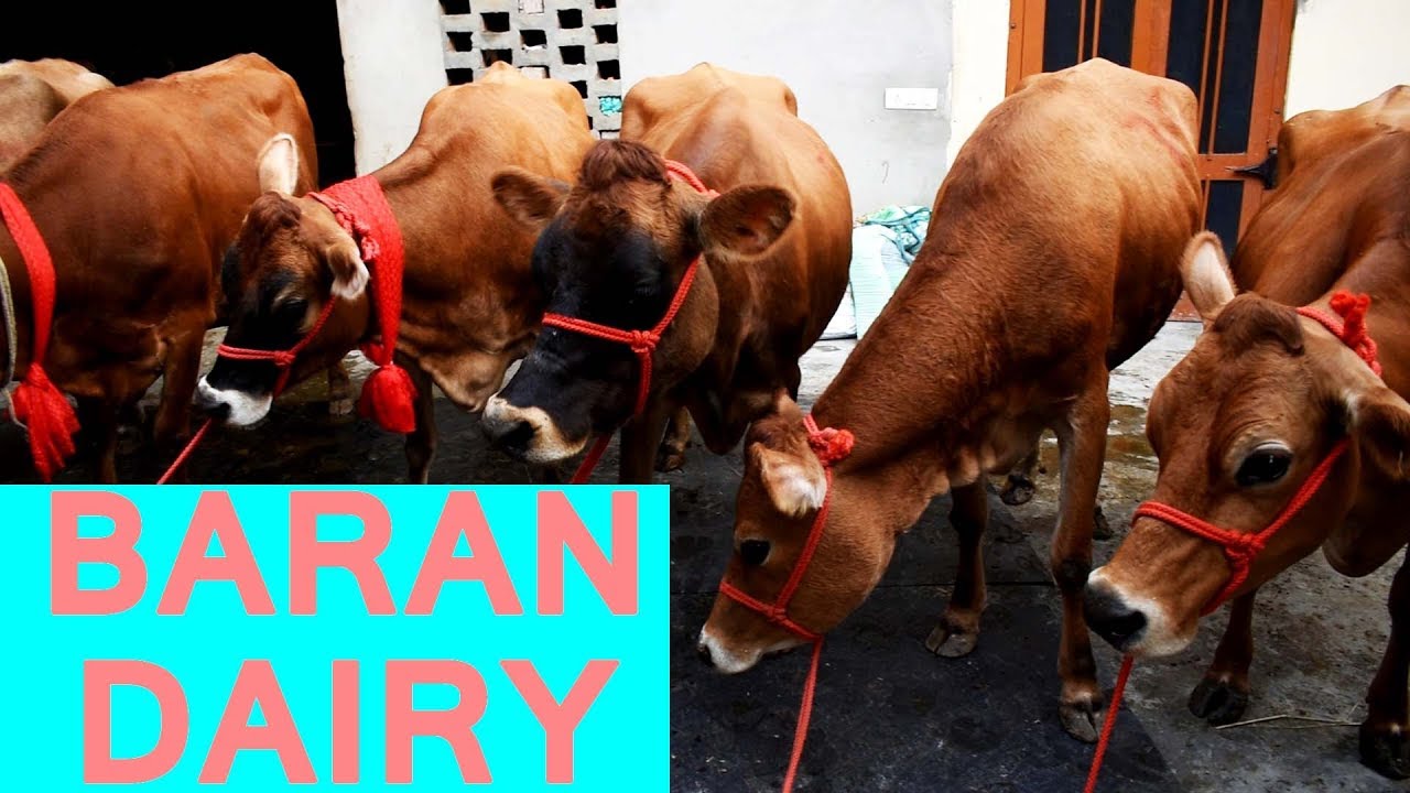 FOR SALE - Seven Jersey cow at Baran Dairy Farm Khanna