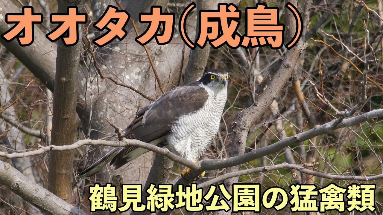 鶴見緑地の猛禽類「オオタカ」(成鳥)が人気者！