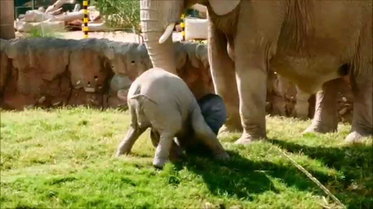 Baby Elephant at Reid Park Zoo