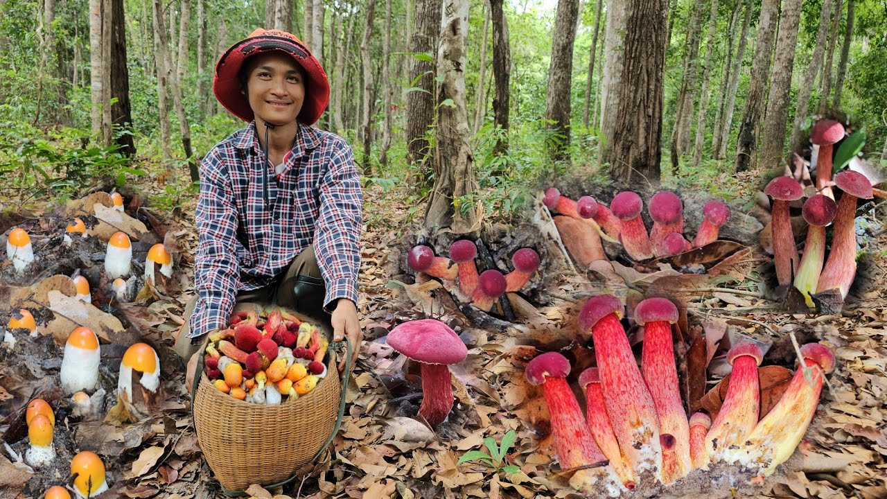 โพดโพเๆห็ด!!แดงใหญ่ระโงกเหลืงงามๆเต็มกะต่าพูนๆ!!19พ.ค67หมานๆครับ