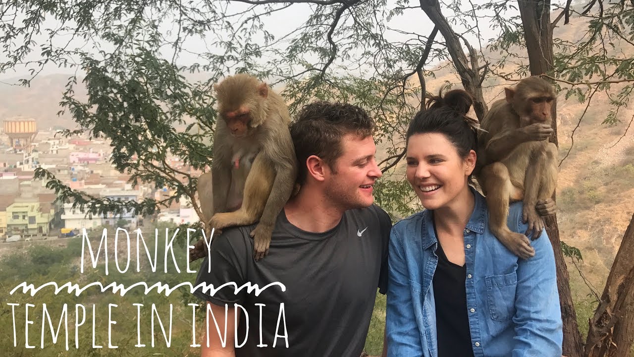 Feeding Monkeys In India! || Monkey Temple