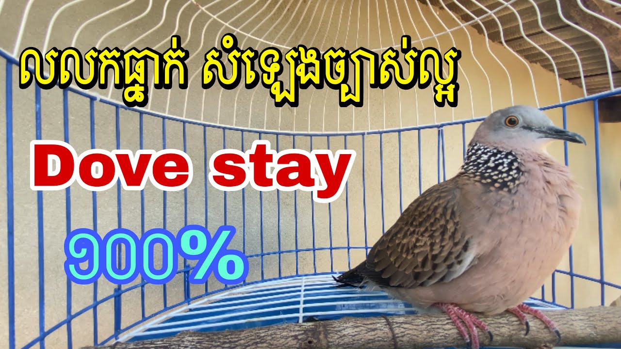 Bird falls dove លលកធ្នាក់ម៉ាឡេ