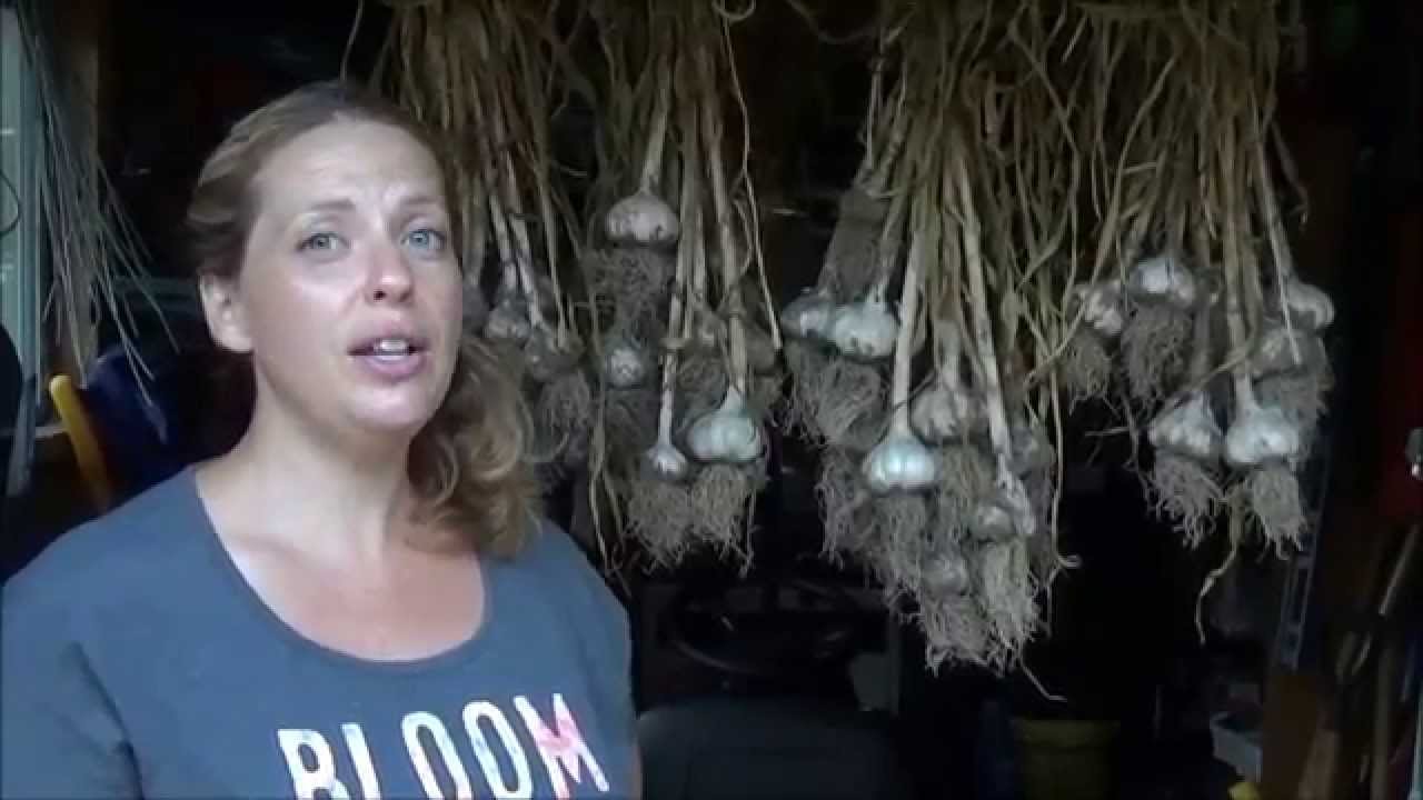 Garlic Harvest & Storage
