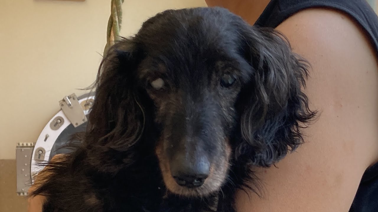 謎の水膨れ、またもや膨らむ！朗犬きらくんは18歳！