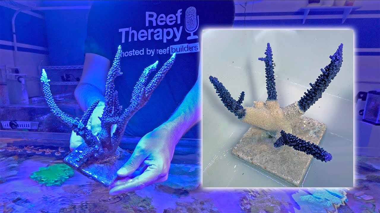 Grafting Live Acropora to its Own Skeleton