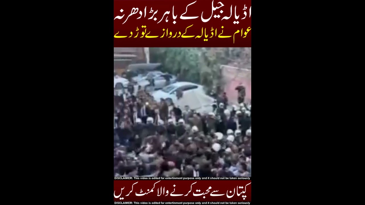 ik tigers in adail🥰🥰