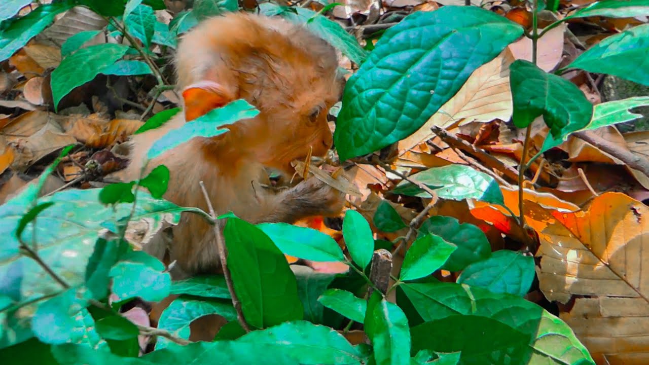 Independent Life of a Monkey Like Chhoy is the WORST!