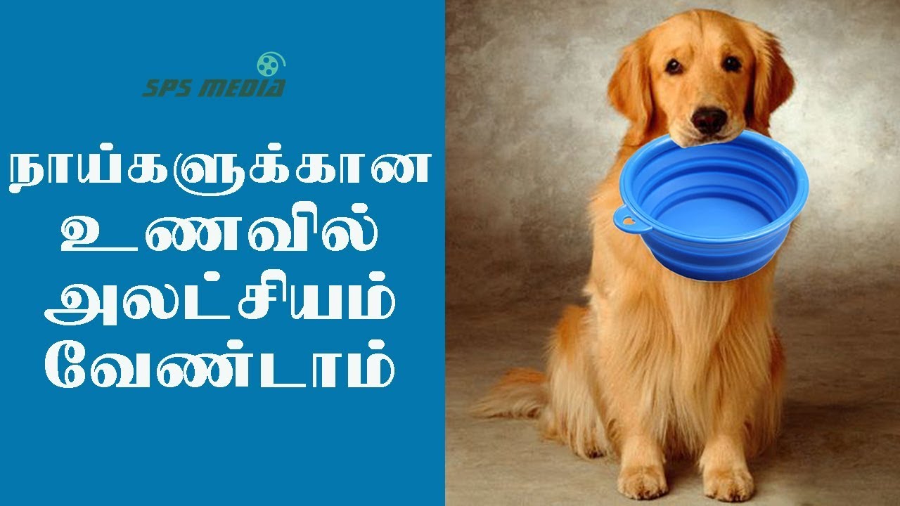 நாய்களுக்கான உணவில் அலட்சியம் வேண்டாம் | SPS MEDIA