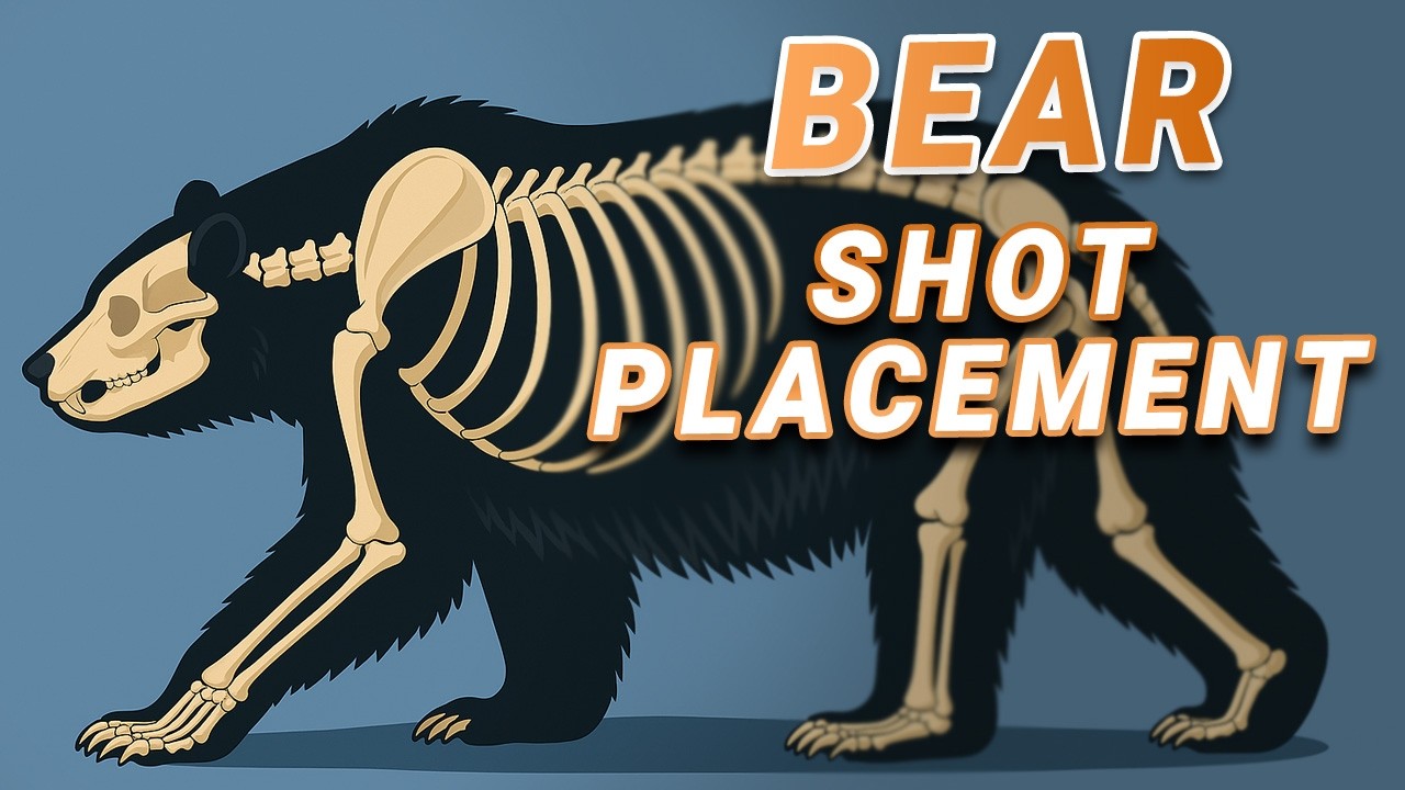 Bear SHOT Placement 101: What Hunters Get Wrong