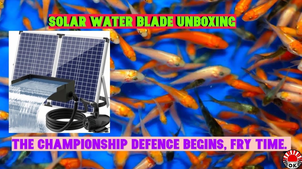 Solar powered water fountain unboxing and the Champion fry tub comes online🎉