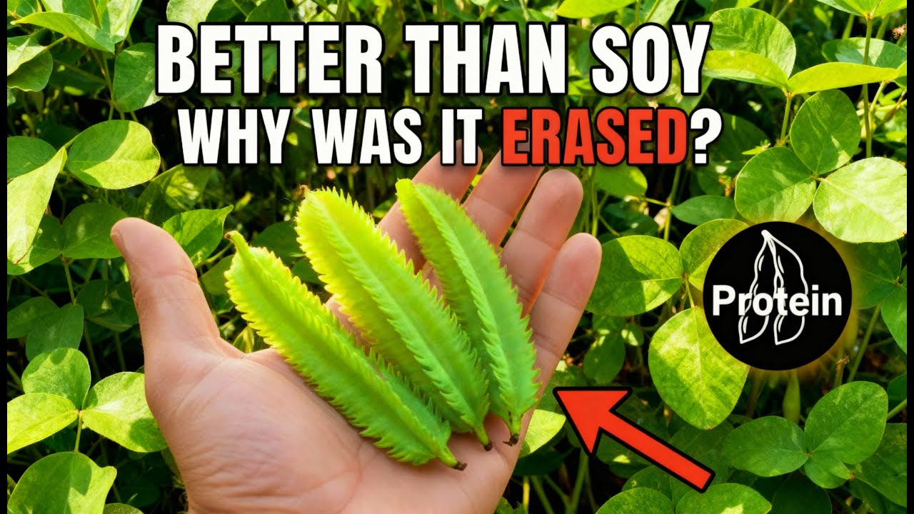 More Protein Than Soy. 5 Foods From 1 Plant. Why Was It Erased?