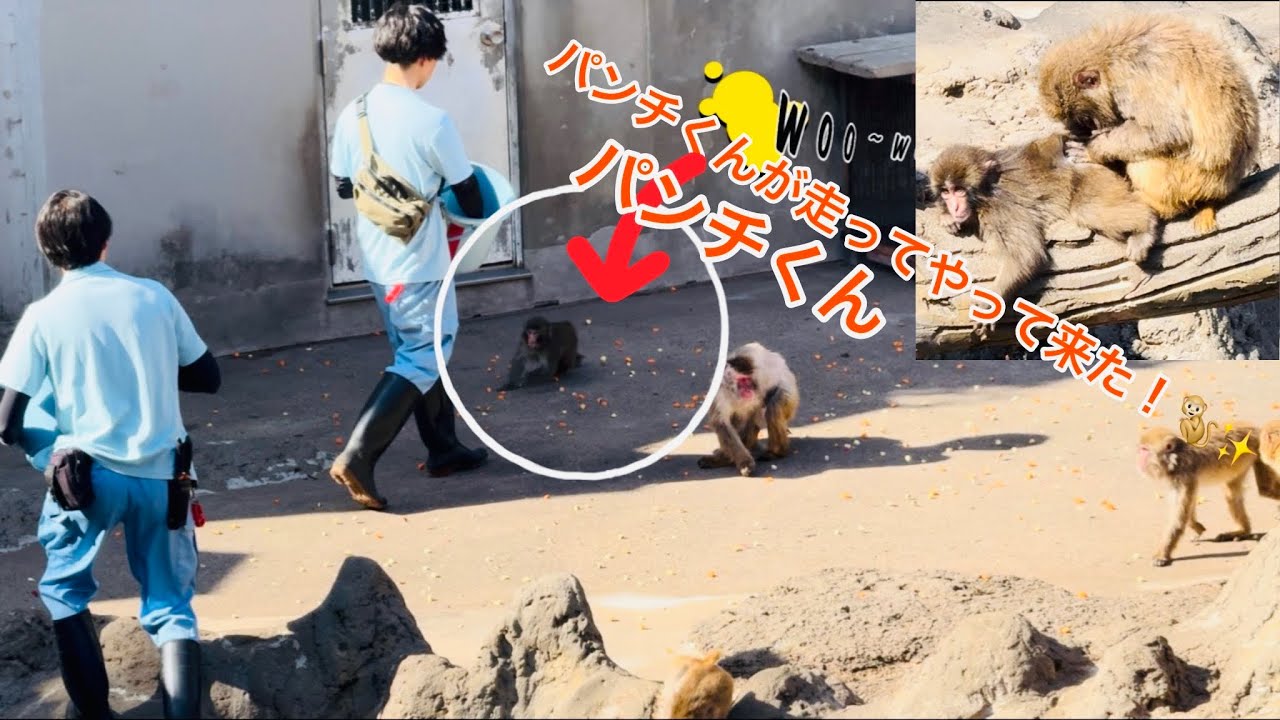2026年4月12日（日）12:00 🐒💕 会いたくて全力で走るパンチくんパンチくんのお食事タイム🐒🍎