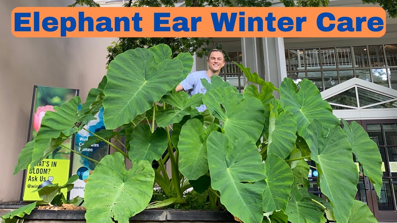 Уход за растением Elephant Ear Winter Plant Care - Colocasia esculenta