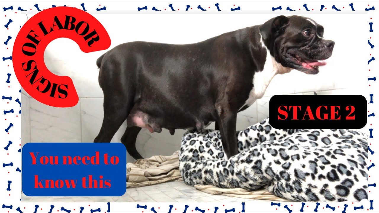 🚨Signs your dog is READY to give Birth 🚨🐶 Stage 2 part 2 of Molly’s Labor 