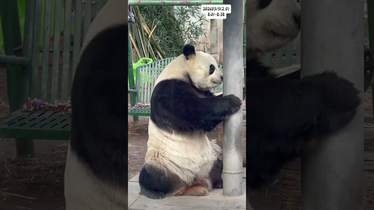 15.3.2026 MengLan/萌兰日记
