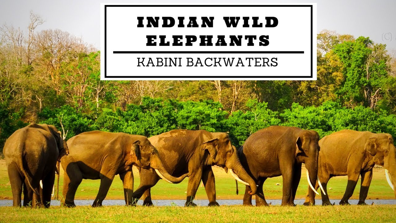 Wild Asiatic Indian Elephants at Kabini BackWaters | Nagarhole National Park | Male Tuskers in Musth