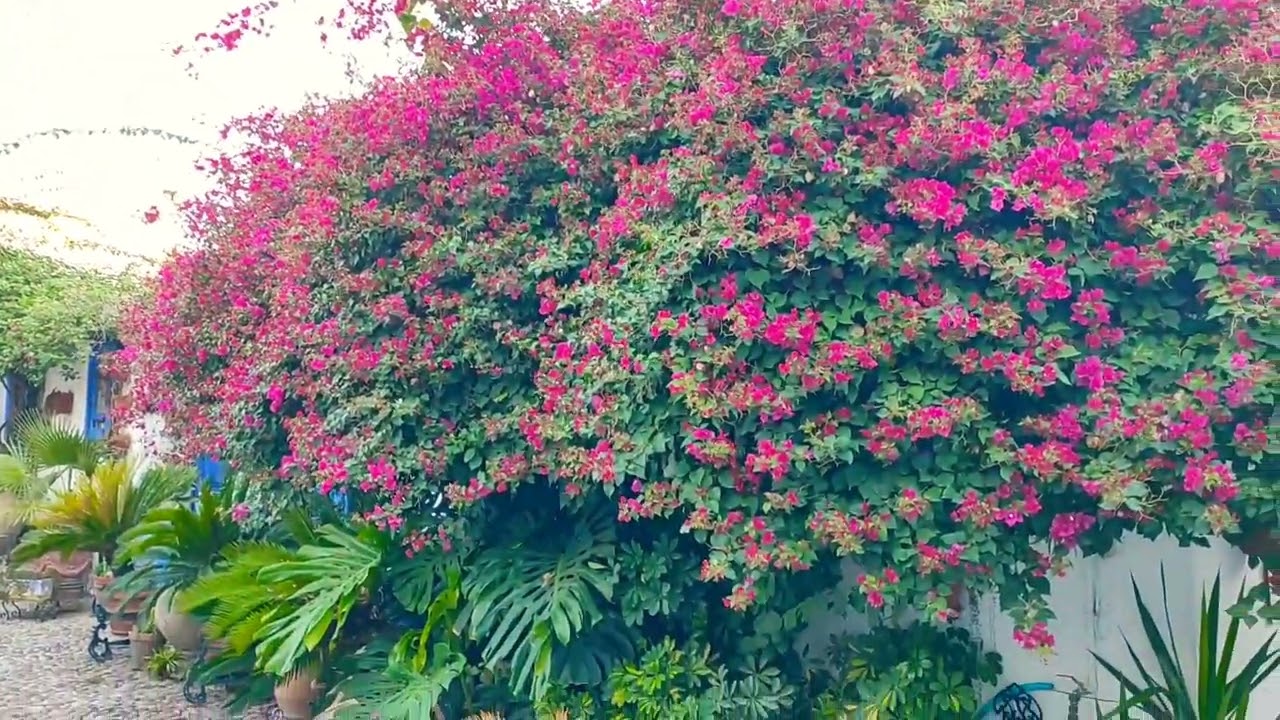Poda de otoño 2022 en el Patio