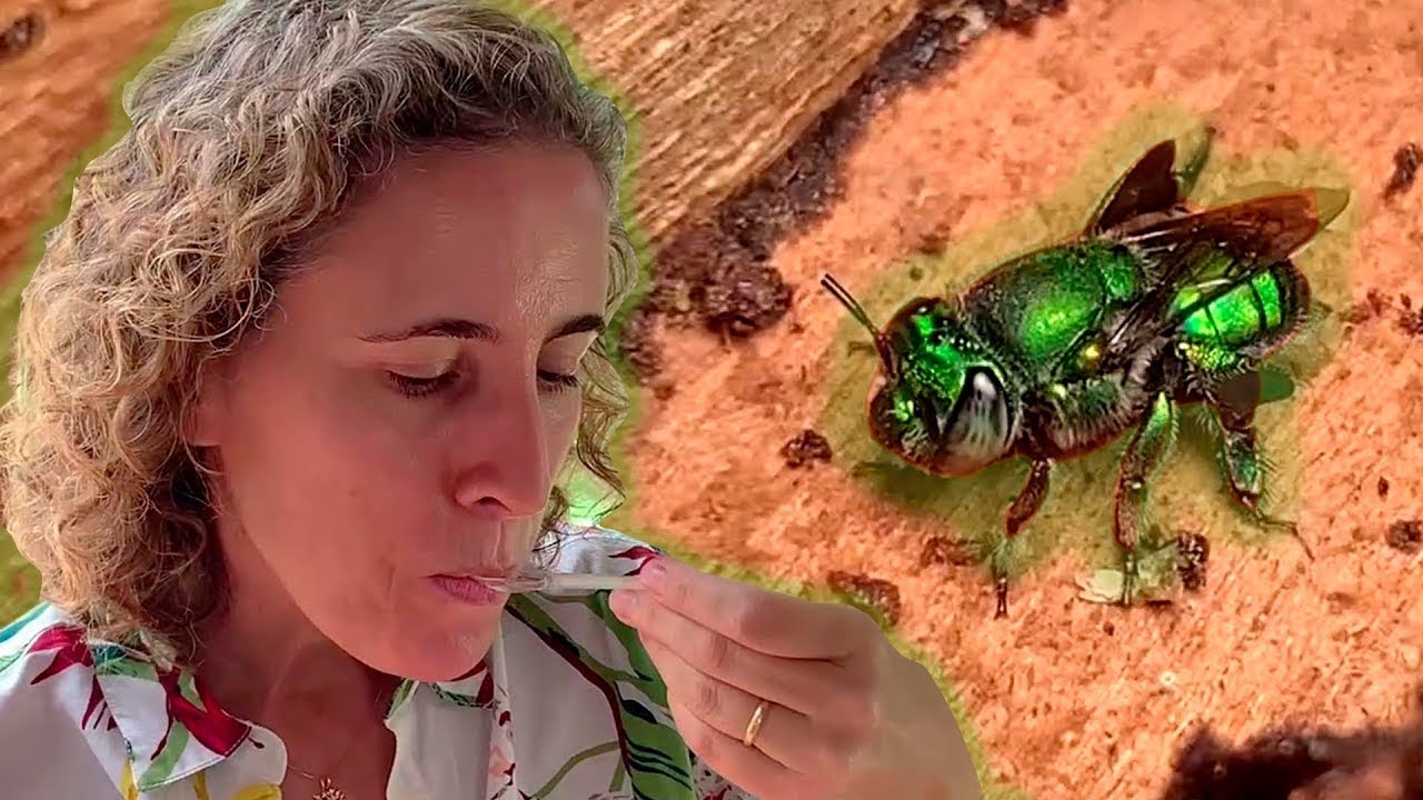 EXPERIMENTEI O MEL DE ABELHAS NATIVAS DIFERENTES! | Nô Figueiredo