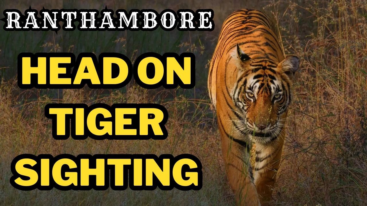 EXCLUSIVE HEAD ON TIGER SIGHTING OF RIDDHI | TIGRESS WITH 3 CUBS IN RANTHAMBORE ZONE 4