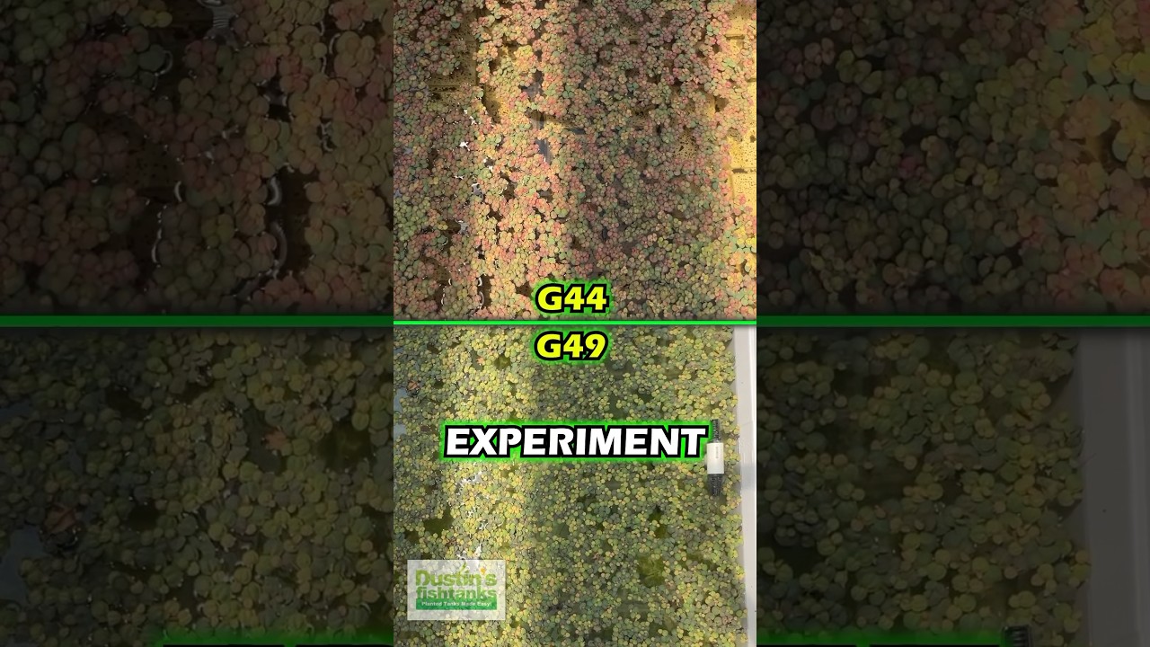 Red Root Floaters Experiment PART 1