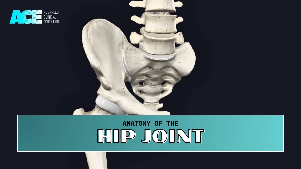 Human Anatomy: Anatomy of the Hip Joint