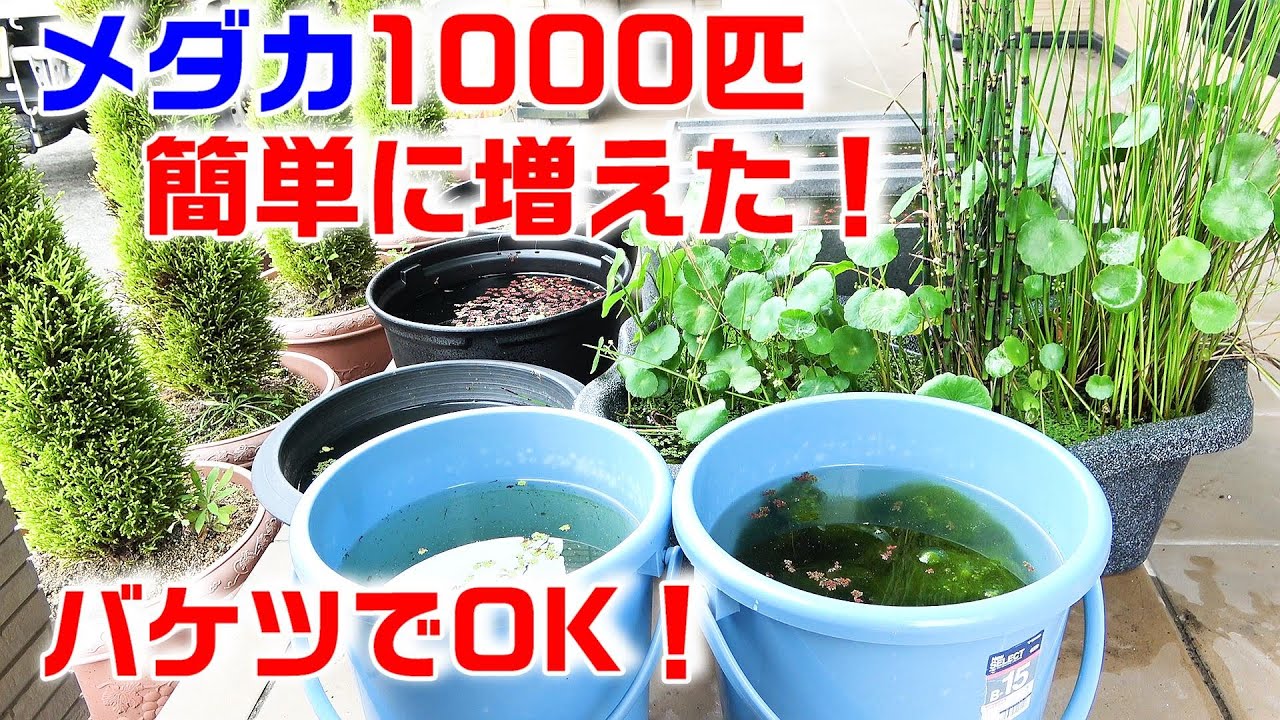 メダカを簡単に1000匹増やす方法！ バケツで大儲け！【ﾒﾀﾞｶﾉﾋﾞｵﾄｰﾌﾟ】