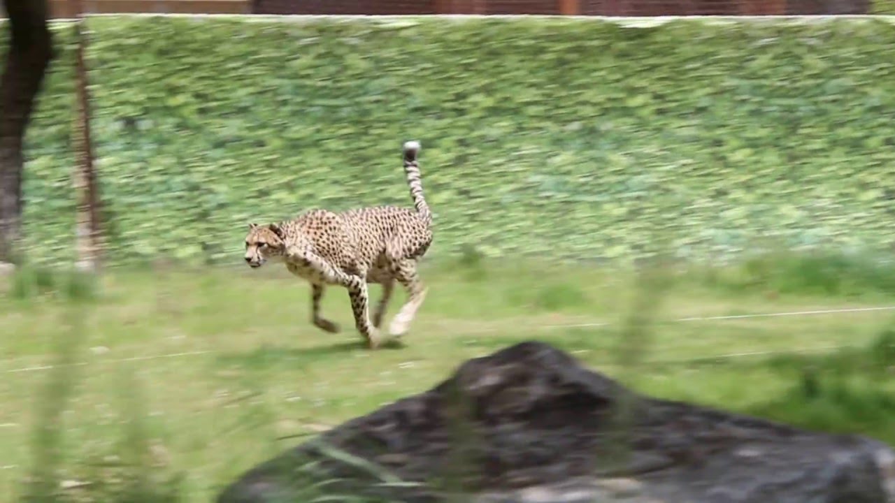 Cheetah Run practice at Fresno Chaffee Zoo