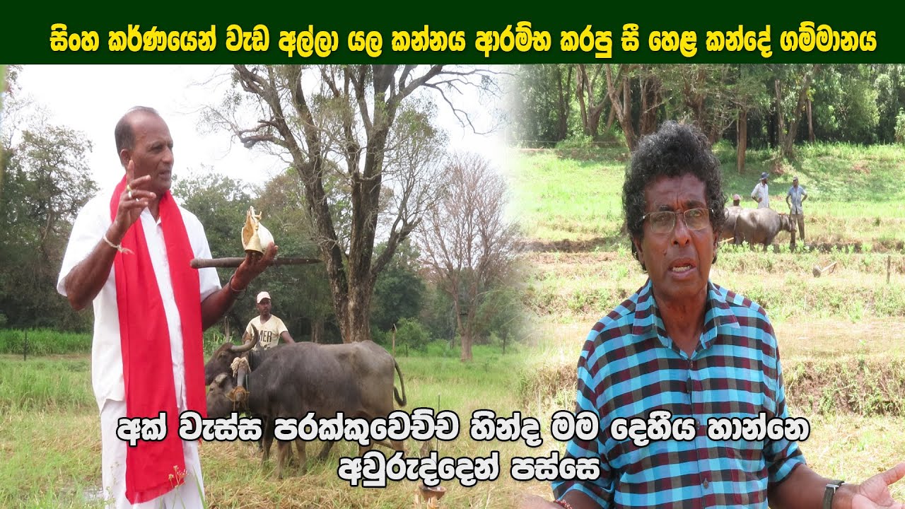සිංහ කරණයෙන් වැඩ අල්ලා කළ යල කන්නයේ ආරම්භ කරපු සී හෙළ කන්දේගම්මානය ||පරිසරවේදී තිලක් කන්දේගම මහතා