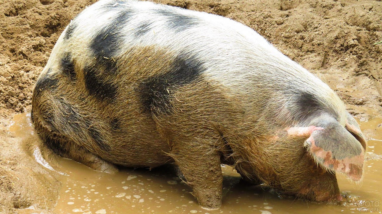 Подошёл на 30 метров. I approached the boar at 30 meters. Er kam 30 Meter an das Wildschwein heran.