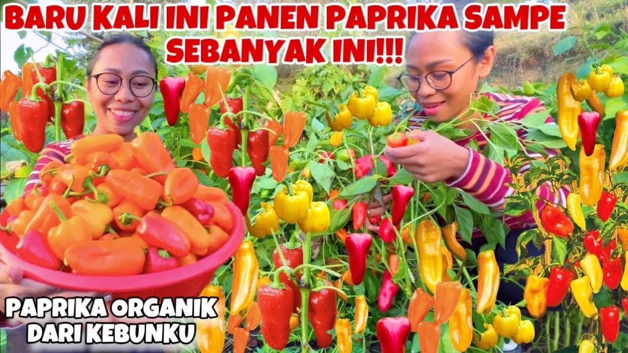 PANEN PAPRIKA SELOYANG DI KEBUNKU BERLIMPAH BANGET!!