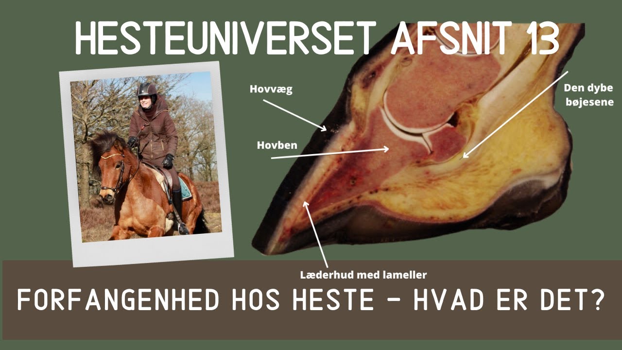 HesteUniverset Afsnit 13 - Forfangenhed hos heste